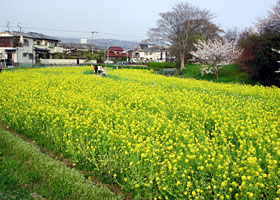 春の草花園