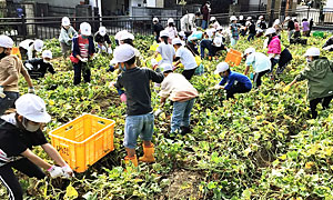 サツマイモほり(１年)２